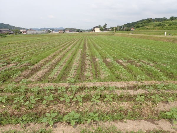 ひまわり開花状況の画像1