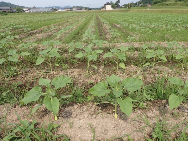ひまわり開花状況の画像2