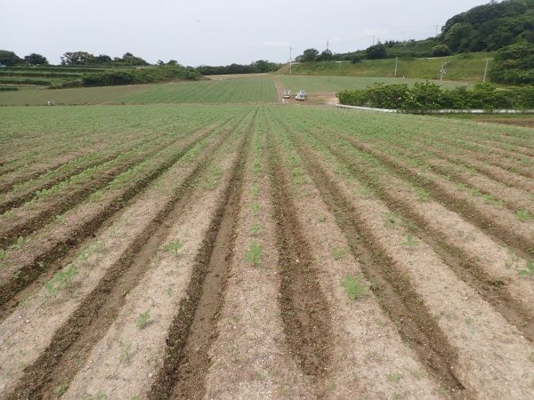 ひまわり開花状況の画像4