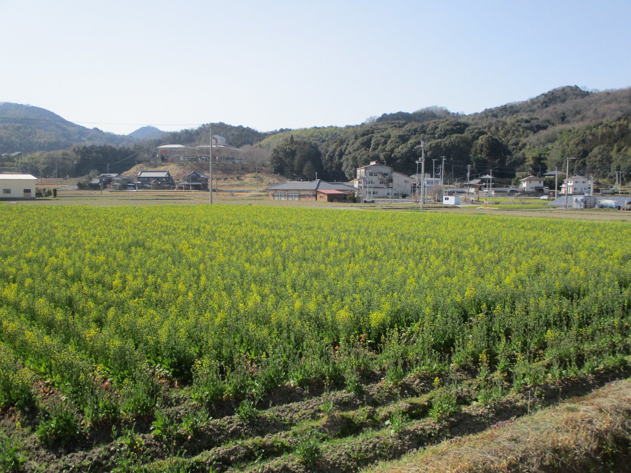 菜の花開花状況の画像1