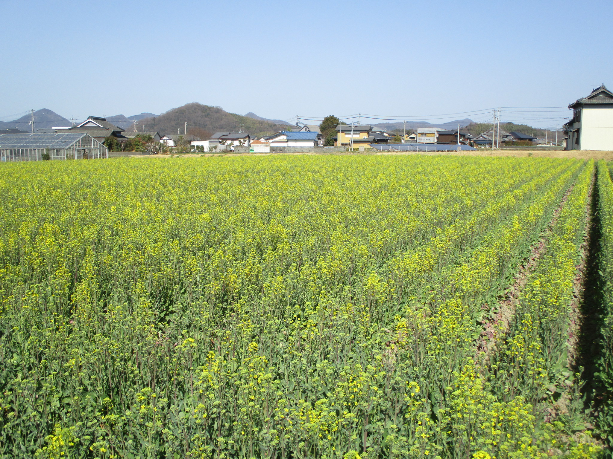 菜の花開花状況の画像2