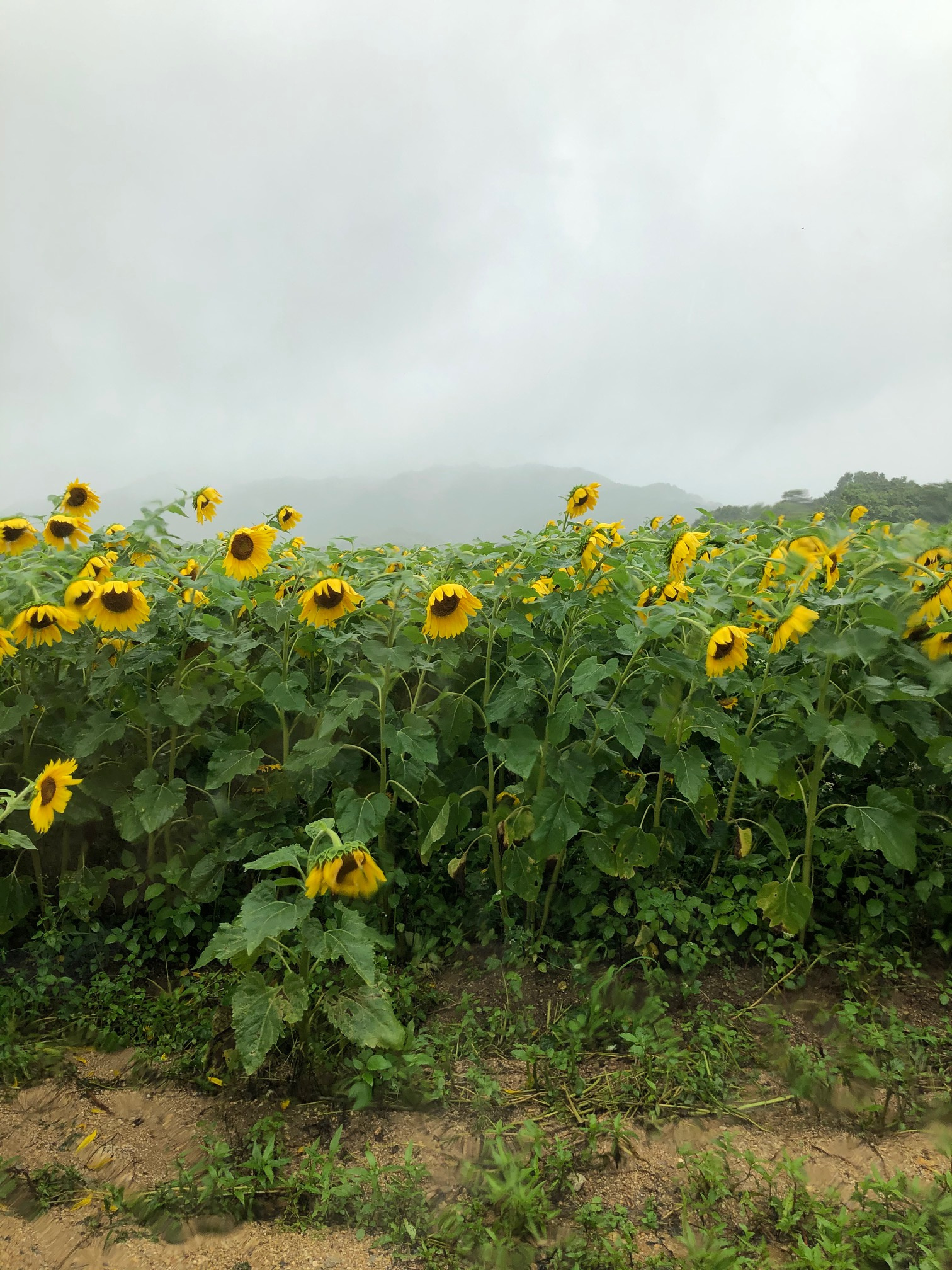 ひまわり開花状況の画像1