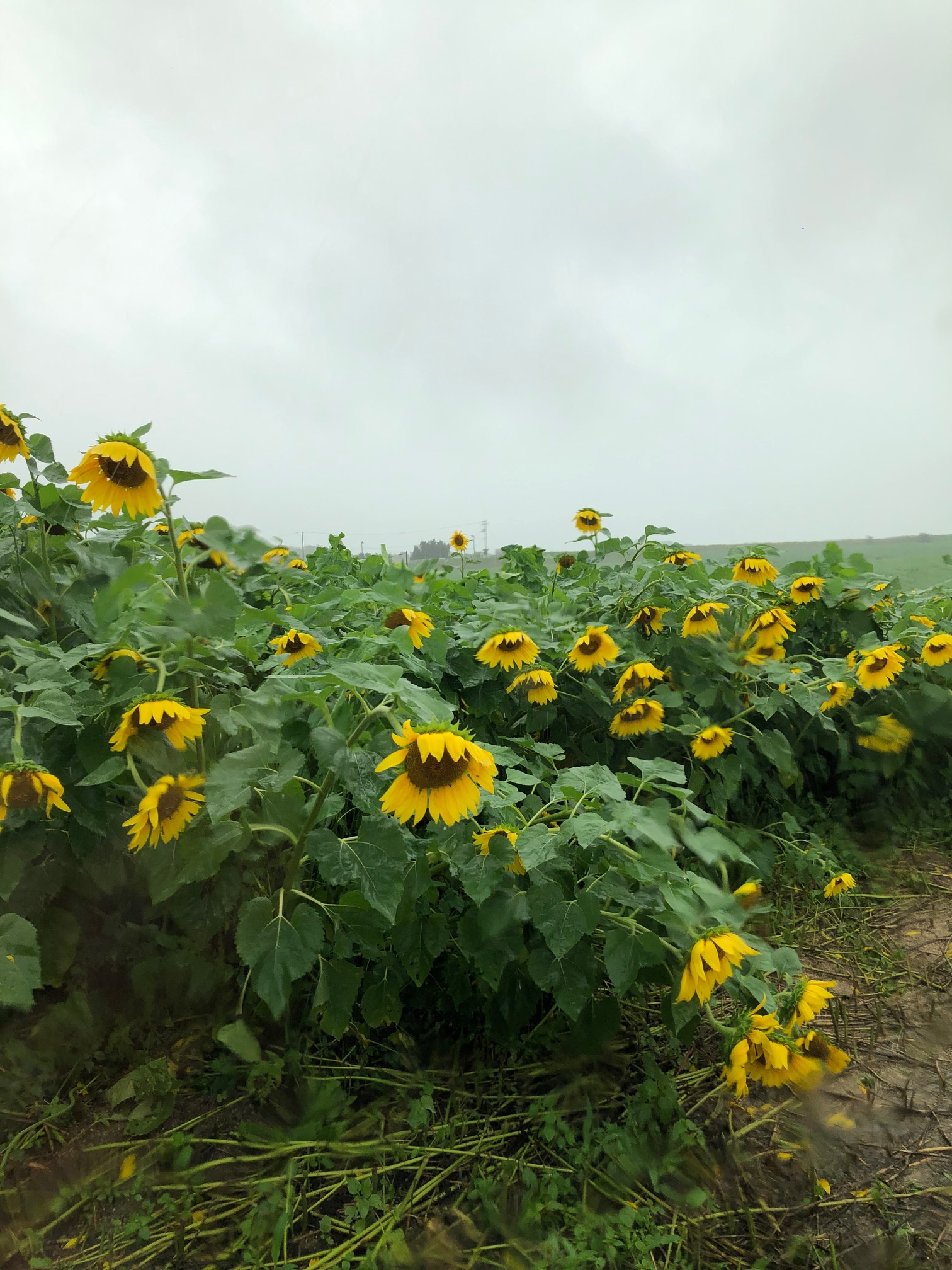 ひまわり開花状況の画像2