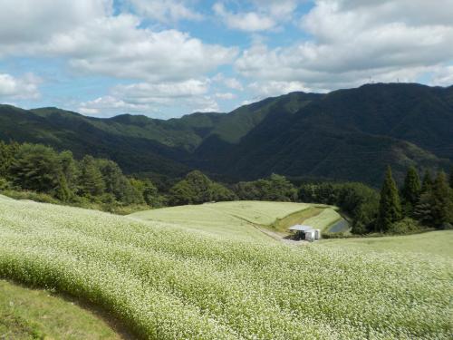 一面のそばの花