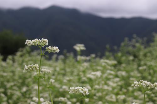 白いそばのはな