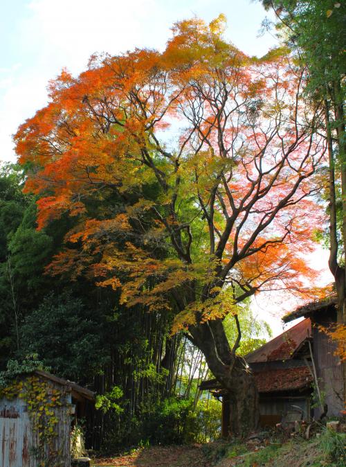 下福家のモミジ
