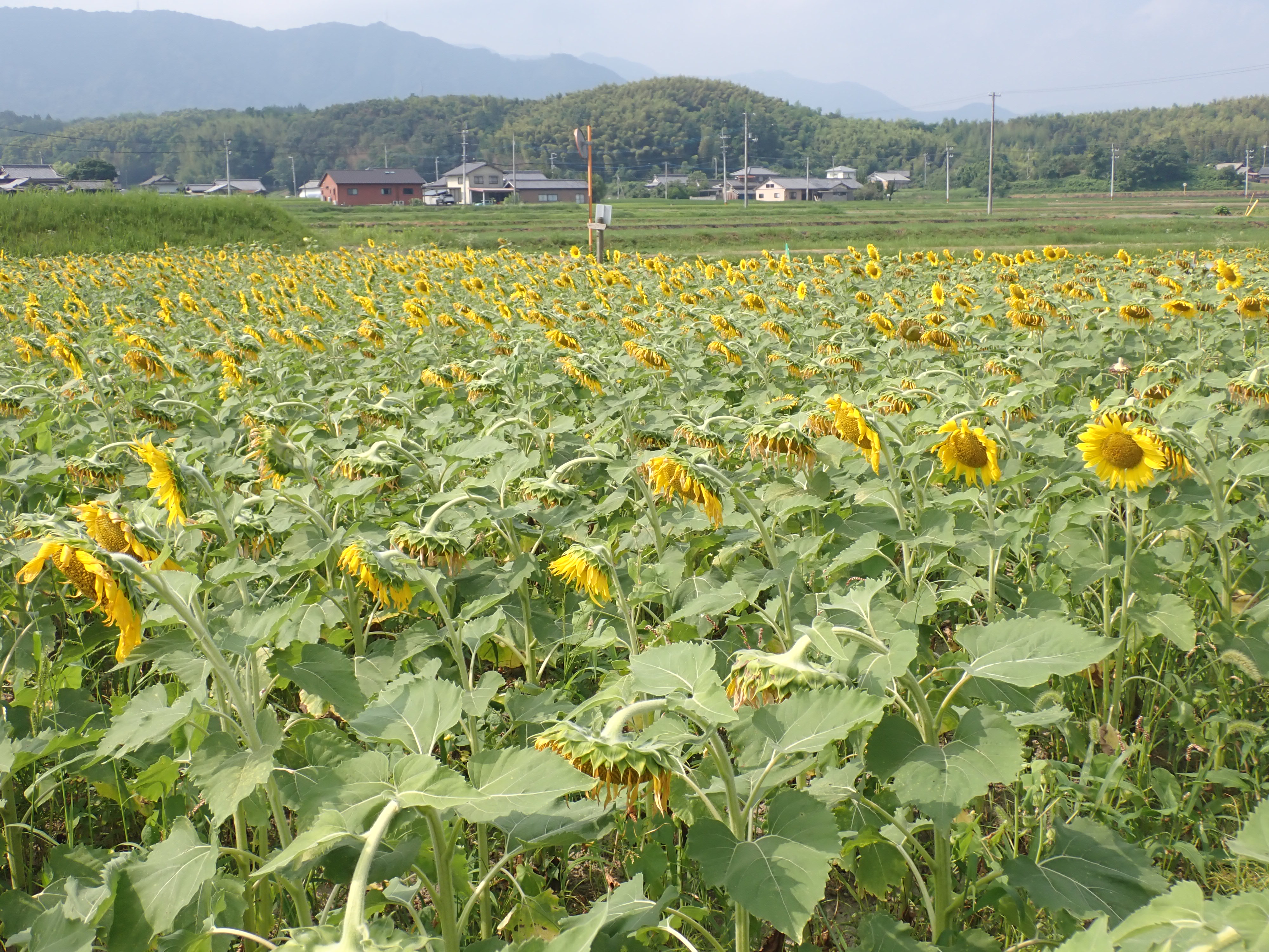 ひまわり開花状況2026（令和8年7月21日） - Manno まんのう魅力発信
