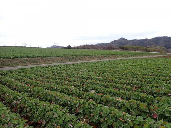 菜の花2025年3月6日１枚目