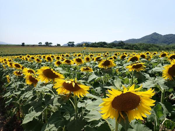 ひまわり様　ありがとうございます ひまわり (やさいと花をそだててかんさつ) | 東京学芸大学附属