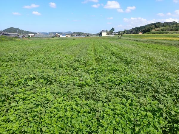 コスモス20251007-1