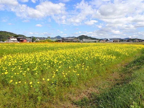 コスモス20251024-1