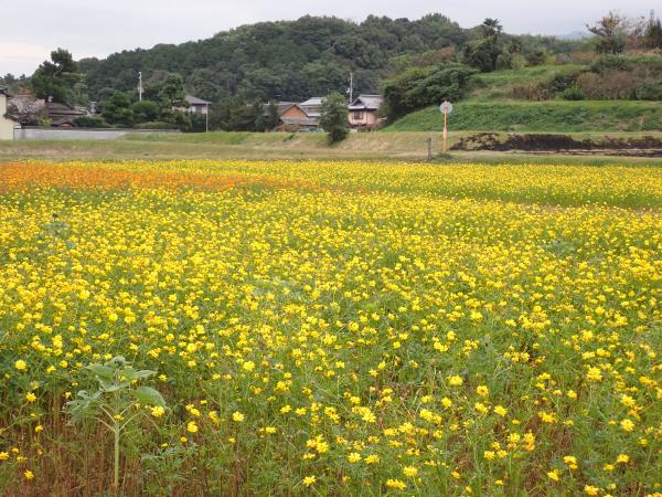 コスモス20251105