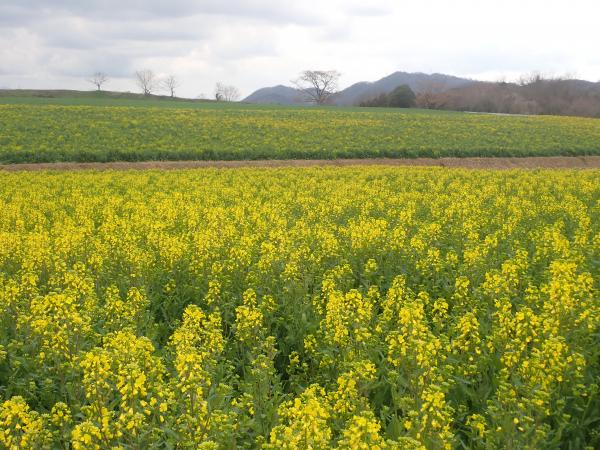 菜の花20260319-1