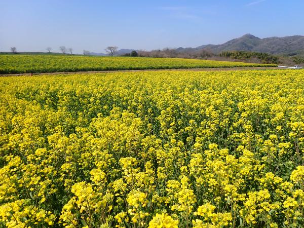 菜の花20260324-1