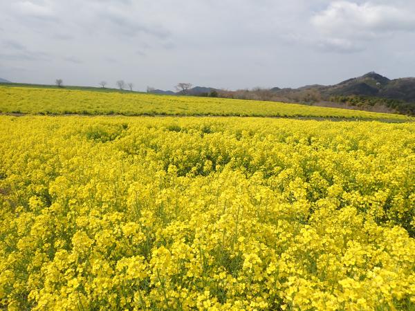 菜の花20260402-1