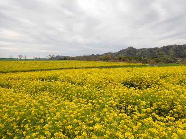 菜の花20260409-1