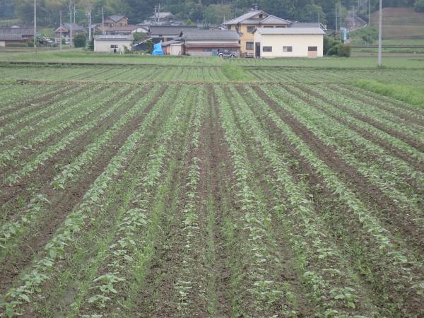 ひまわり20260605-1