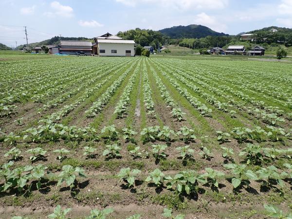 20260610ひまわり1