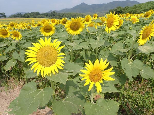2026ひまわり開花状況 - Manno まんのう魅力発信ポータルサイト - まん