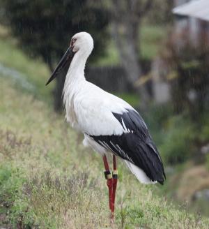 コウノトリの全身画像