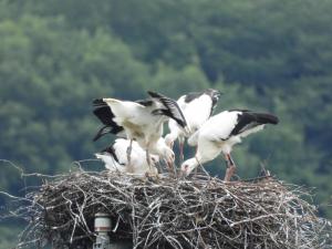 コウノトリのヒナの画像