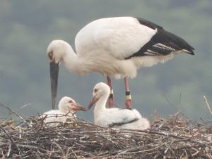 コウノトリのヒナと親鳥