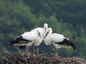 2024年生まれのコウノトリの画像