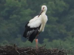 2023年生まれのコウノトリの画像