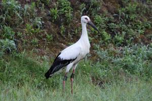 2025年生まれのコウノトリの画像