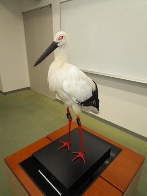 コウノトリのはく製