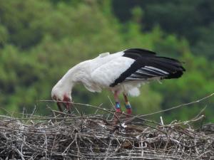 ヒナにエサを与えるコウノトリ