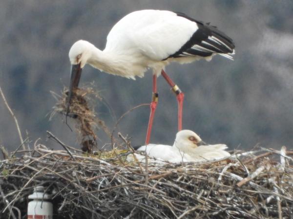 抱卵中のコウノトリ