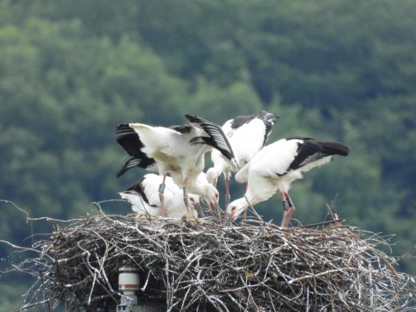 コウノトリのヒナの画像