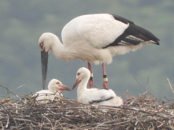 コウノトリのヒナと親鳥