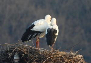 まんのう町の繁殖ペアの画像