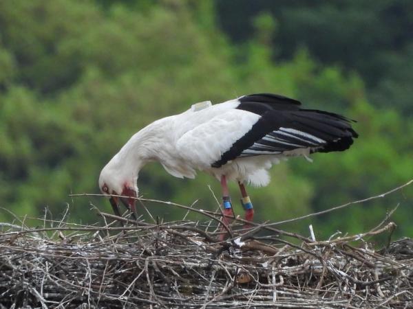 ヒナにエサを与えるコウノトリ